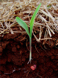 corn plant and roots in no till farming