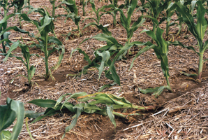 Water damage corn field